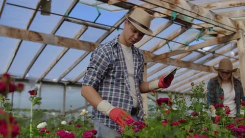Man and Woman Tend Roses in Greenhouse