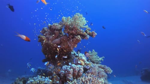 Underwater Scene Tropical Reef