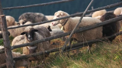 Rebanho de ovelhas em pasto verde