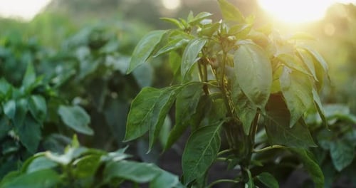 Green Peppers Growing in the Garden at Sunset
