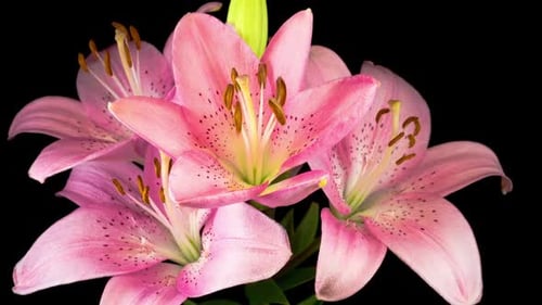 Pink Lily Flowers Blooming in Time Lapse