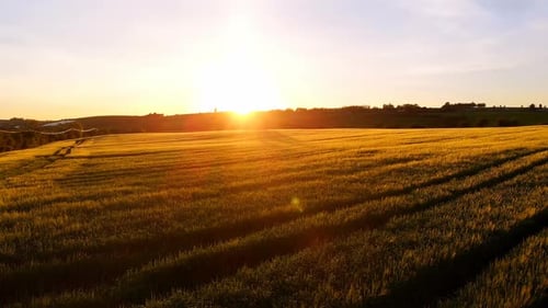 Golden Wheat Field at Sunrise Aerial