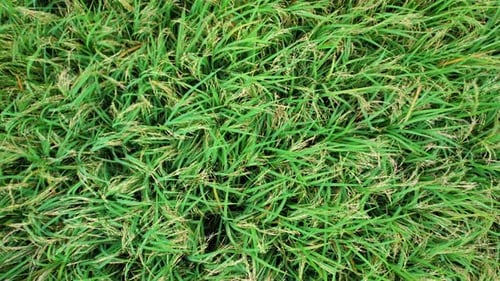 A green rice field waving in the wind, Green rice plants growing. Nature Aerial footage