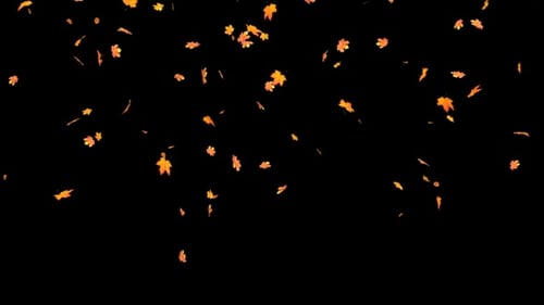 Realistic Falling Autumn Maple Leaves Animation Loop