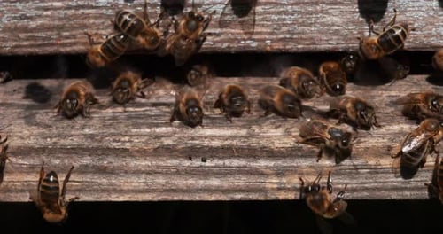 |European Honey Bee, apis mellifera, Black Bees at the Entrance of the Hive, Insect in Flight