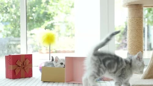 Two Grey Kittens Play with Christmas Present Boxes