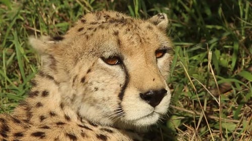 Gepard schaut sich in afrikanischen Ebenen um