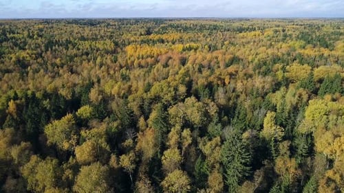 Herbstwald im Sonnenlicht 2 Fhd