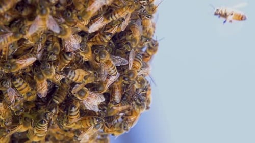 Bees Hive Slow Motion