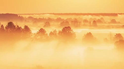 Misty Forest Landscape at Sunrise Aerial View