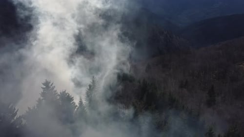 Dark Smoke Rising From Fire in Fir Forest