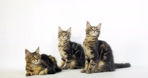 Blue Blotched Tabby and Brown Tortie Blotched Tabby Maine Coon, Domestic Cat, Kittens Normandy