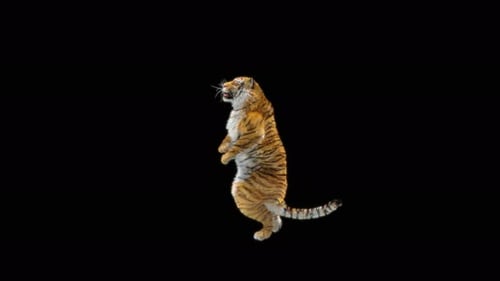 65 Tiger Tanzen 4K