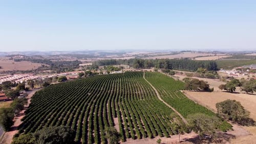 Aerial View of Rows of Crops in Rural Setting