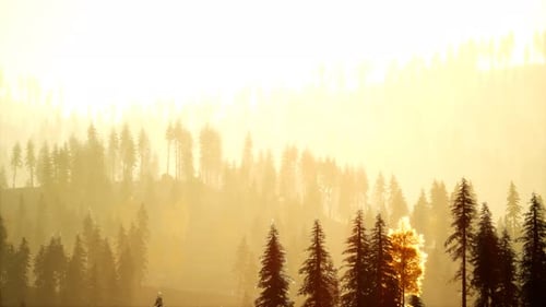 Sunlight in Spruce Forest in the Fog on the Background of Mountains at Sunset