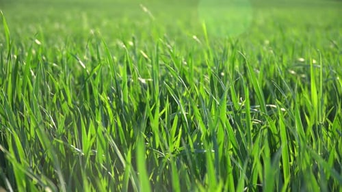 Wind auf den grünen Grasfeldern