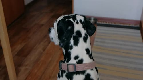 Spotted Dalmatian Dog Looking Right in Home