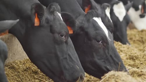 Black and White Cows Eating Hay Indoors