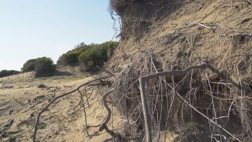 Les racines de la plante retiennent le sable