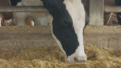 Cows eating Silage in a large dairy farm, milk production