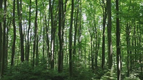 Aerial View From a Slowflying Drone Through a Green Deciduous Forest on a Summer Sunny Day