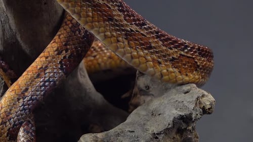 Coronella Brown Snake Crawling on Wooden Snag at Black Background. Close Up