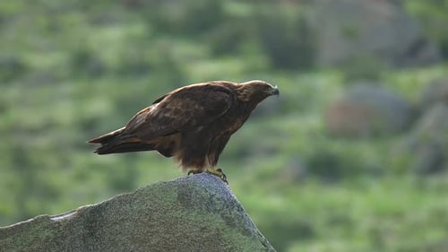 Wilder Adler thront in Stein