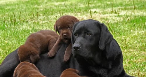 Black Labrador Retriever Bitch and Black and Brown Puppies on the Lawn, Normandy, 4K Slow Motion