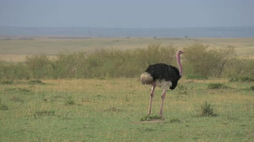 Männlicher Strauß in Masai Mara