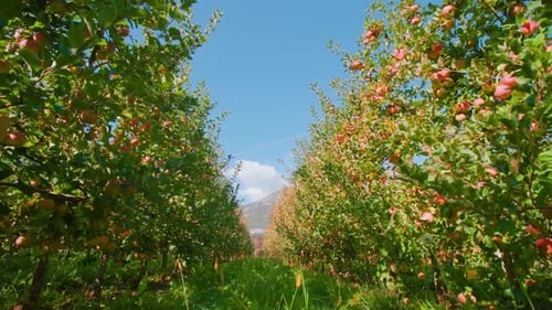 Narrow Grass Path Spreads Along Long Rows of Apple Trees