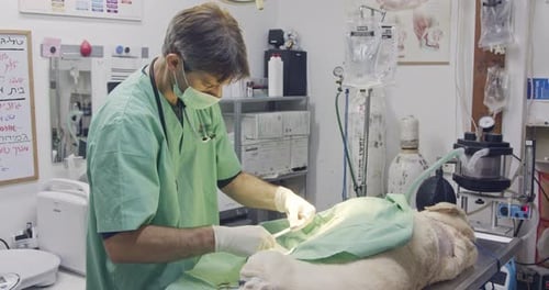 Veterinary surgery - Veterinarian operating a white dog in a pet clinic