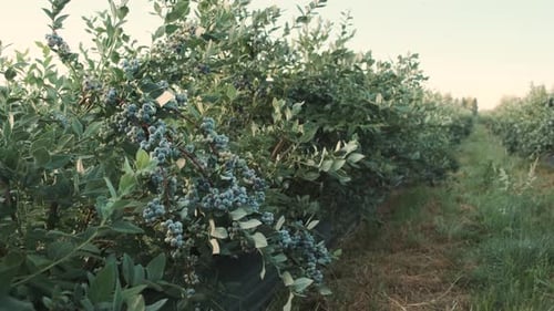 Branch of Ripe Garden Blueberry on a Summer Day in a Blueberries Plant