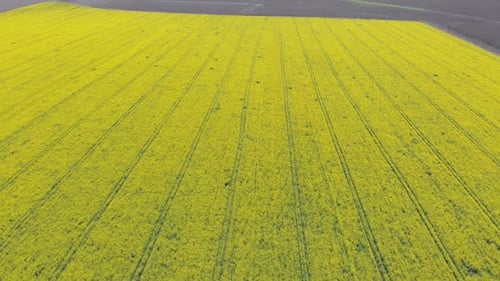 Aerial Drone View of Yellow Canola Field. Harvest Blooms Yellow Flowers Canola Oilseed.