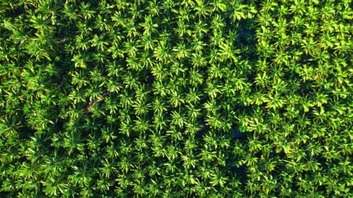 Aerial view over coconut groves at Amphawa, Samut Songkhram Province