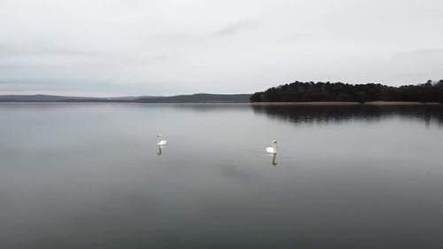 Swan Swimming on Lake Evening Pond