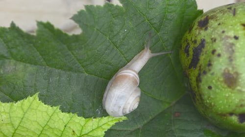 Close up of one little snail eating flower on the grass leaf in the meadow in green background.