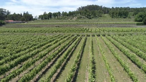 Reihen von Weinreben wachsen auf Plantagen