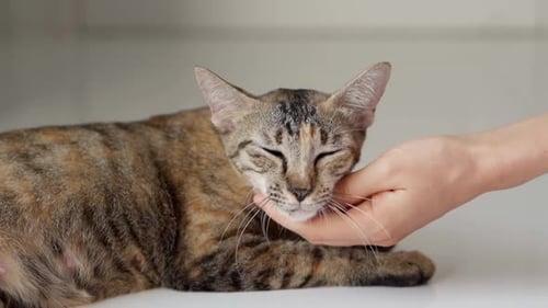 Tabby Cat Receives Affectionate Pets Indoors