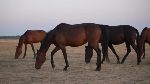 Wild Horses 02