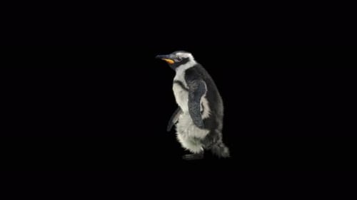 Penguin Dancing 4K