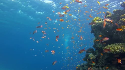 Colorful Fish Swimming Near Vibrant Coral Reef