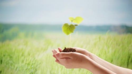 Green Plant Sprout in Hands Closeup Seedling with Soil on Field Background