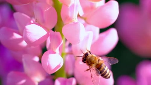 Bee Pollinating Pink Flower in Close Up Spring
