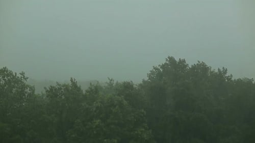 Heavy Rain Falling on Trees in Forest
