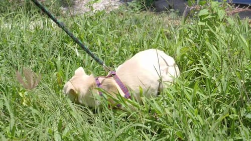 Happy shelter dog in leash playing outside in grass - ultra slow motion