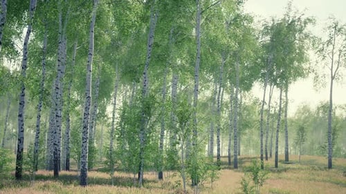 Birch Forest in Sunlight in the Morning