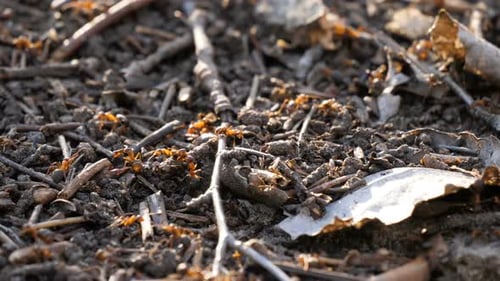 Ameisenkolonie Aktivität Nest Zersiedelung Squad Wild Insect