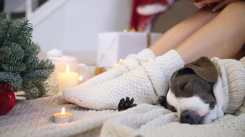 Cozy Christmas with Dog Sleeping by Woman's Feet