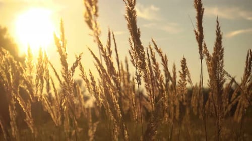 Grass in Magical Sunset Light