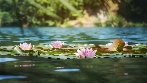 Pink Water Lilies Floating on a Tropical Pond